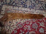 Handmade Solid Brown Mink Fur Scarf - Diamonds Sapphires Rubies Emeralds